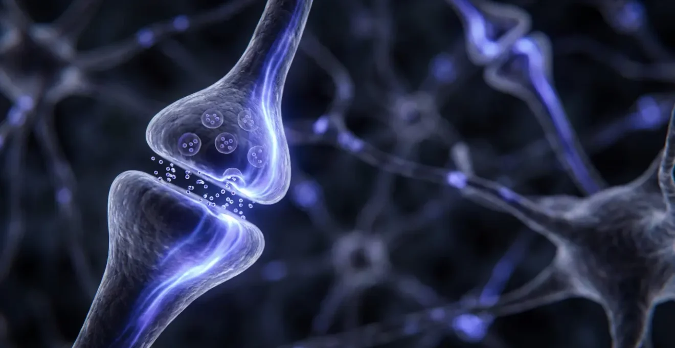 Macro view of neural synapses during REM sleep showing motor memory consolidation